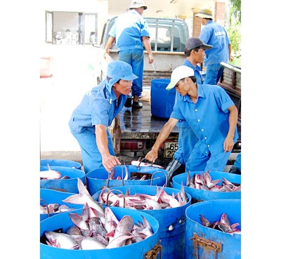 Pangasius fish being transported to processing plants in the Mekong Delta (Photo: SGGP) Pangasius fish being transported to processing plants in the Mekong Delta (Photo: SGGP)